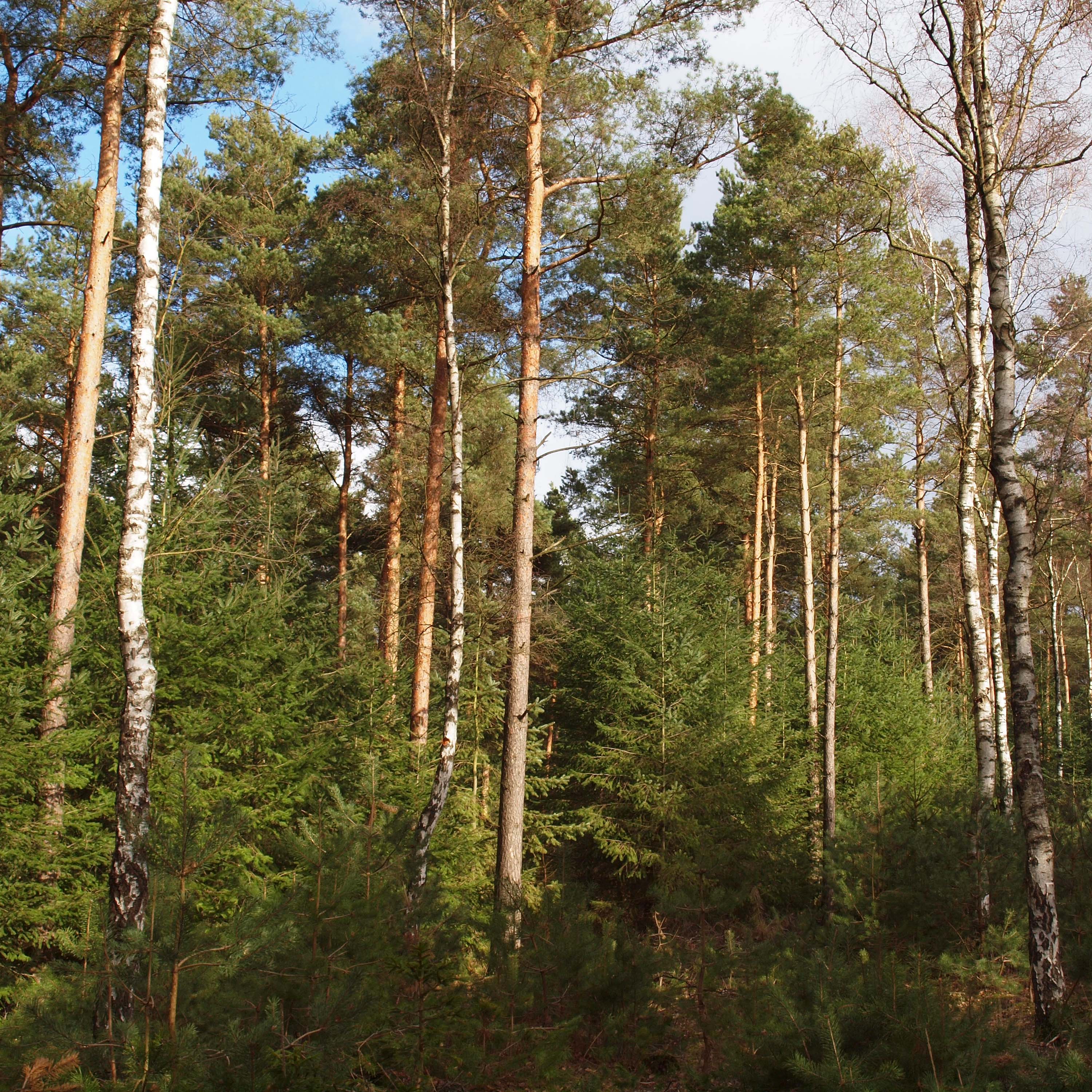 Verjngung unter Birken