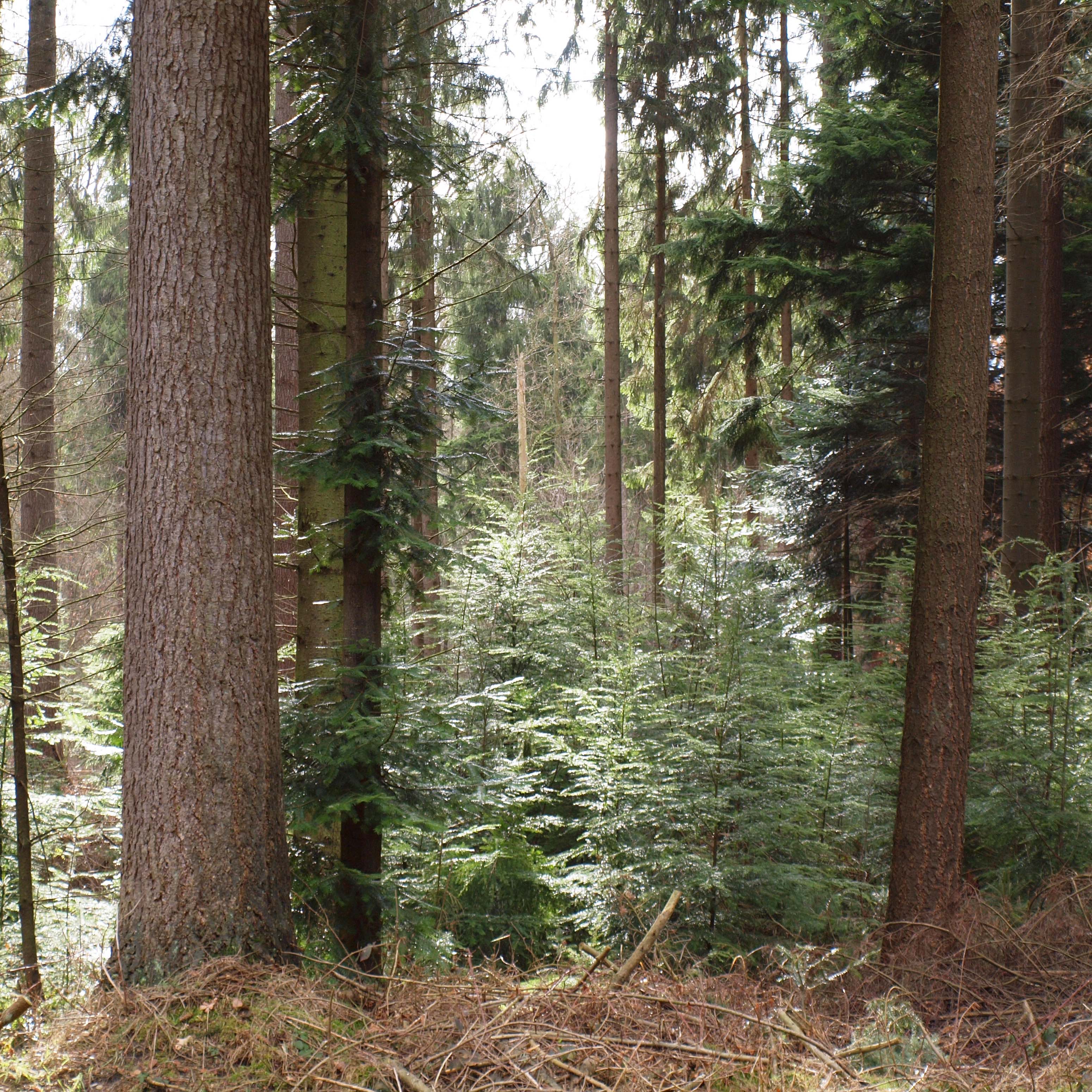 Wald